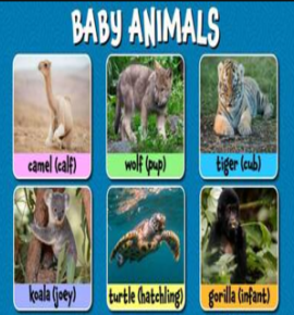 Baby Animal Cross Word
